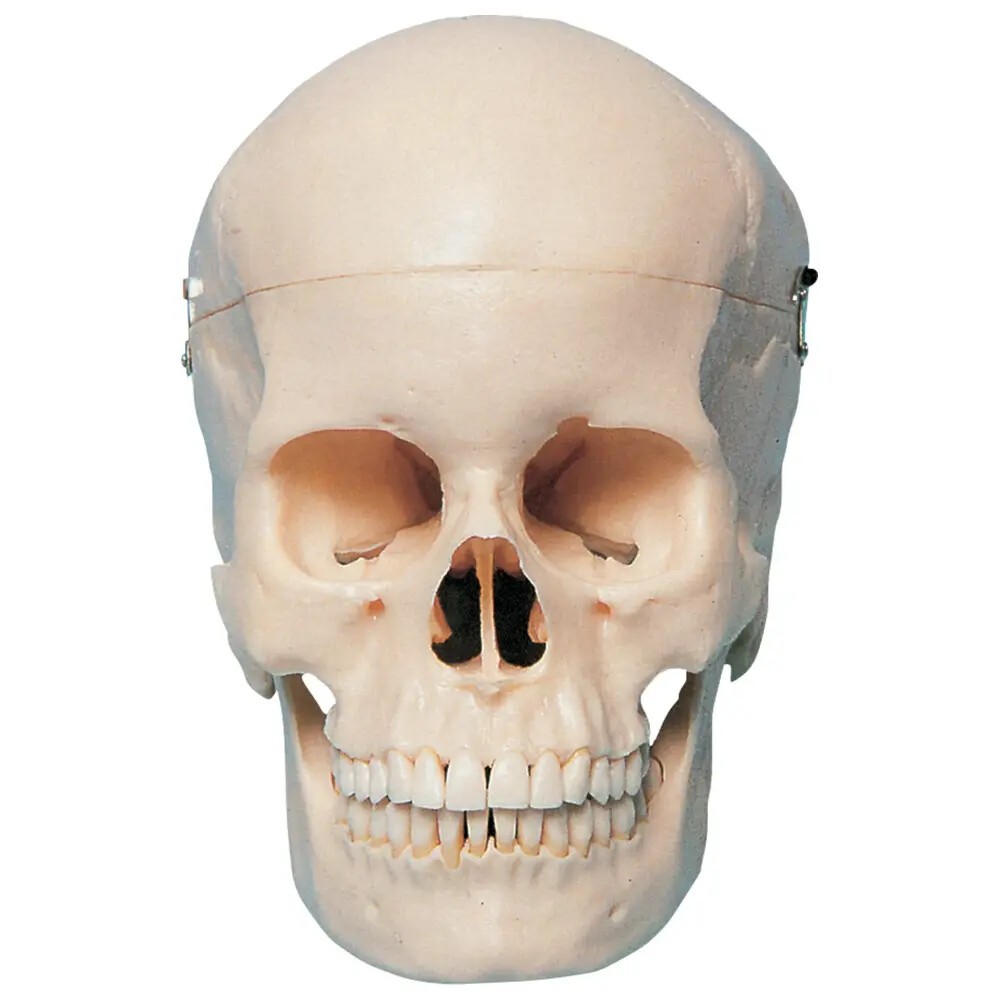 Künstlicher anatomischer Schädel mit Vitrine P10-SB1