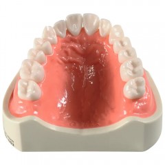 Pathologisches Studienmodell P12D-100M