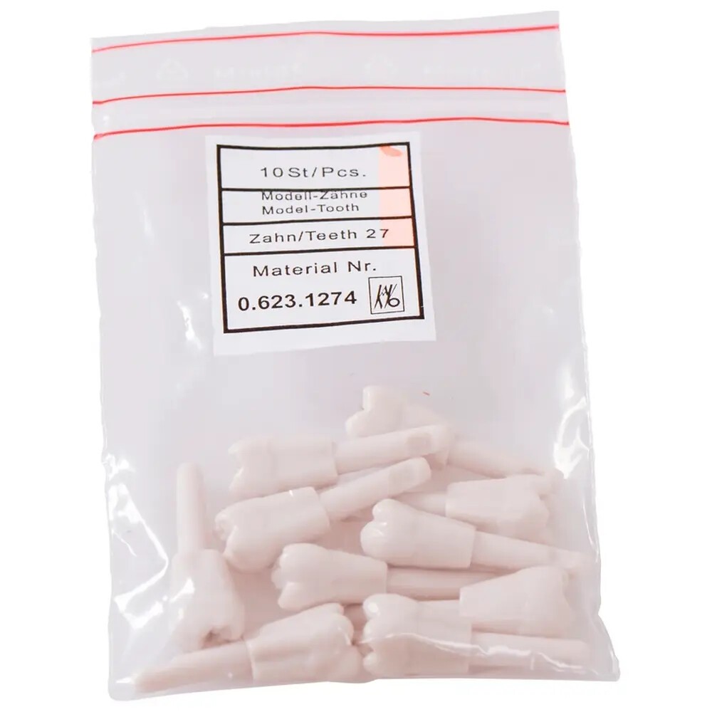 Schnappzahn Modell Molar