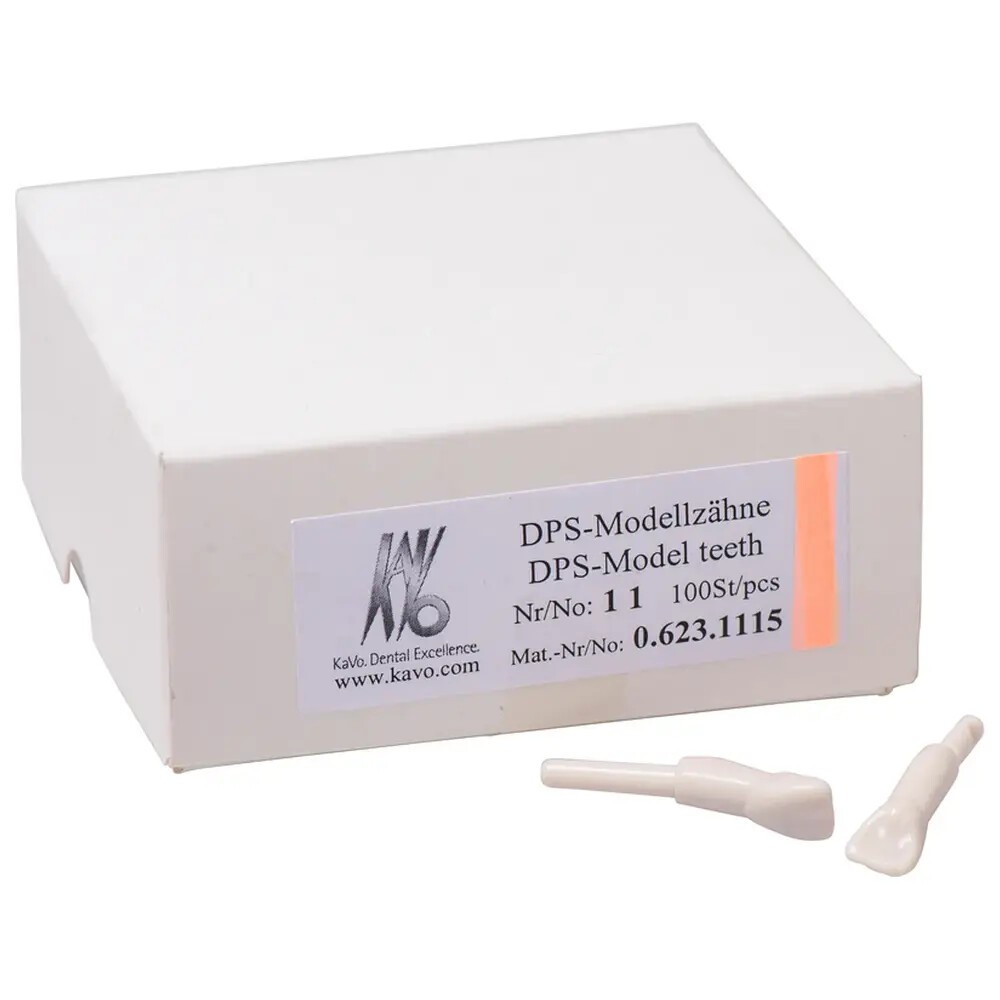 Schnappzahn Modell Schneidezahn