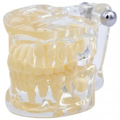 Studienmodell Transparent Kind De Luxe